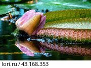 Крупный план цветка Виктория амазонская (лат. Victoria amazonica), или Виктория регия, - одной из самых больших кувшинок с мощными круглыми листьями.  Close-up of Victoria amazon flower - the largest water lily with powerful leaves. Стоковое фото, фотограф Лариса Гордеева / Фотобанк Лори