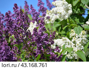 Flowers of purple and white double-flowered cultivar lilac (syringa) against blue sky. Стоковое фото, фотограф Алексей Антипов / Фотобанк Лори