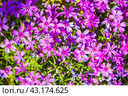 Piunk flowers on a sunny day, natural background. Phlox subulata. Стоковое фото, фотограф EugeneSergeev / Фотобанк Лори