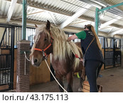 NANOSY, BELARUS 18 MAY 2024 A woman combs a horse's mane at the stable in the Ethno-cultural tourist complex "Nanosy Rest" Редакционное фото, фотограф Vadzim Yakubovich / Фотобанк Лори