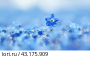 In a field of blue flowers, one particular blue flower captures attention in the center. Стоковое AI-изображение, AI-художник Юрий Поздников / Фотобанк Лори