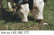 Group of calves aged 3-6 months eating grass in pasture. Close-up of the head. Стоковое видео, видеограф EStarodubov / Фотобанк Лори