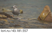 Cormorant and seagull eat fish near the water, yellow stones  баклан и чайка едят рыбу у воды, желтые камни. Стоковое видео, видеограф Опока Алексей / Фотобанк Лори