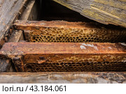 Соты с медом в старом деревянном улье крупным планом/ Honeycombs with honey in a beehive close-up. Стоковое фото, фотограф Iva Noel / Фотобанк Лори