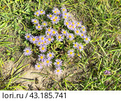 Aster amellus L. (семейство Asteraceae) Астра степная на полуострове Житкова острова Русский осенью. Россия. Стоковое фото, фотограф Овчинникова Ирина / Фотобанк Лори