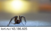 The house spider Tegenaria domestica is a species of spider from the funnel web family (Agelenidae), a close relative of the American house spider Tegenaria agrestis. Стоковое фото, фотограф Evgenii Predibailo / Фотобанк Лори