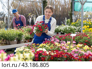 Young saleswoman change arrangement of pots with garden chamomile and improves appearance of window. Стоковое фото, фотограф Яков Филимонов / Фотобанк Лори