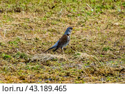 Дрозд-рябинник (лат. Turdus pilaris) весной. Стоковое фото, фотограф Анна Аникова / Фотобанк Лори