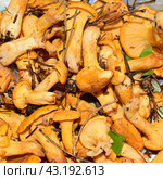 Собранные лесные грибы лисички (лат. Cantharellus cibarius) Стоковое фото, фотограф Photolart / Фотобанк Лори