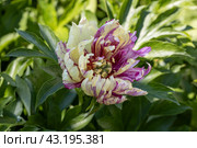 Paeonia Itoh Hybrids Lolliepop in the spring garden. Стоковое фото, фотограф Ольга Сейфутдинова / Фотобанк Лори