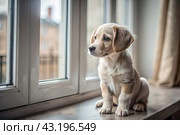 Leaving the animal alone at home. A sad little puppy looks out the window and waits for its owner. Стоковое AI-изображение, AI-художник Photojuli / Фотобанк Лори