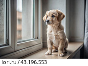 Leaving the animal alone at home. A sad little puppy looks out the window and waits for its owner. Стоковое AI-изображение, AI-художник Photojuli / Фотобанк Лори