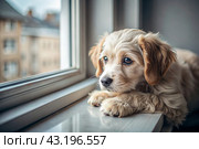Leaving the animal alone at home. A sad little puppy looks out the window and waits for its owner. Стоковое AI-изображение, AI-художник Photojuli / Фотобанк Лори