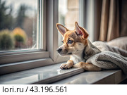 Leaving the animal alone at home. A sad little puppy looks out the window and waits for its owner. Стоковое AI-изображение, AI-художник Photojuli / Фотобанк Лори