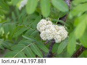 Flowers of common mountain ash. Numerous white Rowan flowers are collected in dense corymbose inflorescences that appear at the ends of branches. Стоковое фото, фотограф Ирина Ручушкина / Фотобанк Лори