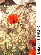 Красный цветок мака на размытом бежевом фоне.  Вертикальный формат.  Red poppy flower on a background of beige stone wall. Стоковое фото, фотограф Лариса Гордеева / Фотобанк Лори