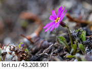 Первоцвет клинолистный, также известный как примула клинолистная (Primula cuneifolia) — это одни из самых ранних цветов в окрестностях Магадана. Они распускаются весной в мае. Маленький цветущий полевой цветок в дикой природе. Магаданская область, Россия. Природа Сибири и Дальнего Востока России. Стоковое фото, фотограф Андрей Степанов / Фотобанк Лори