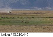 Кратер Нгоронгоро в Танзании (2019 год). Стоковое фото, фотограф Лара Лаби / Фотобанк Лори