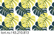 Прямоугольный фон с двухцветным узором из листьев монстеры. Rectangular background with two-color monstera leaf pattern. Редакционная иллюстрация, иллюстратор Ирина Щербакова / Фотобанк Лори