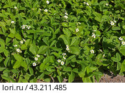 Fragaria vesca, perennial herbaceous plant. Стоковое фото, фотограф Валерия Попова / Фотобанк Лори
