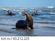 Северный морской котик секач на лежбище морских млекопитающих острова Беринга. Стоковое фото, фотограф Дмитрий УТКИН / Фотобанк Лори