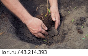 Man plants a raspberry seedling in open ground. Growing plants in the country. Berry bush. Addition of natural fertilizer. Стоковое видео, видеограф Дмитрий Кобзев / Фотобанк Лори
