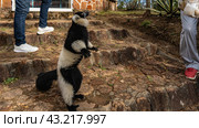 The lemur vari stands on its hind legs on the stone steps, looks up and begs for a treat. Fluffy black and white fur, long tail, orange eyes. People's feet and green vegetation are visible nearby. (2023 год). Стоковое фото, фотограф Вера Ивановна Кубарева / Фотобанк Лори