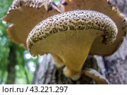 Гриб трутовик чешуйчатый (Polyporus squamosus, Полипорус чешуйчатый) на стволе дерева./ A scaly tinder mushroom Polyporus Squamosus fungus on a tree trunk. Стоковое фото, фотограф Iva Noel / Фотобанк Лори