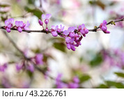 Blooming Judas tree (lat.- Cercis siliquastrum) Стоковое фото, фотограф Irina Opachevsky / Фотобанк Лори