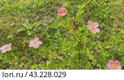 The pink shrubby foot grows in the garden. Стоковое видео, видеограф Ирина Старикова / Фотобанк Лори