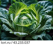 A detailed close-up of a fresh savoy cabbage shows the intricate patterns of its leaves, veined textures. Savoy cabbage Brassica oleracea L convar capitata var sabauda is vegetable crop. Generated AI. Стоковое AI-изображение, AI-художник Юлия Петровская / Фотобанк Лори