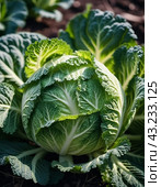 A detailed close-up of a fresh savoy cabbage shows the intricate patterns of its leaves, veined textures. Savoy cabbage Brassica oleracea L convar capitata var sabauda is vegetable crop. Generated AI. Стоковое AI-изображение, AI-художник Юлия Петровская / Фотобанк Лори