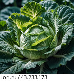 A detailed close-up of a fresh savoy cabbage shows the intricate patterns of its leaves, veined textures. Savoy cabbage Brassica oleracea L convar capitata var sabauda is vegetable crop. Generated AI. Стоковое AI-изображение, AI-художник Юлия Петровская / Фотобанк Лори
