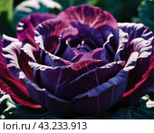 Red cabbage is a vegetable crop with red-violet leaf color and a common food product. Vegetable is used for fresh consumption in salads, for pickling, cultivated cabbage species. Generated AI. Стоковое AI-изображение, AI-художник Юлия Петровская / Фотобанк Лори