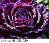 Red cabbage is a vegetable crop with red-violet leaf color and a common food product. Vegetable is used for fresh consumption in salads, for pickling, cultivated cabbage species. Generated AI. Стоковое AI-изображение, AI-художник Юлия Петровская / Фотобанк Лори