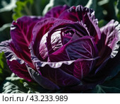 Red cabbage is a vegetable crop with red-violet leaf color and a common food product. Vegetable is used for fresh consumption in salads, for pickling, cultivated cabbage species. Generated AI. Стоковое AI-изображение, AI-художник Юлия Петровская / Фотобанк Лори