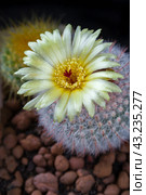 Yellow flower of Notocactus scopa (closeup) Стоковое фото, фотограф Михаил Строгалев / Фотобанк Лори