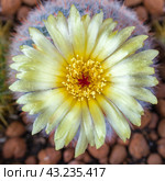 Yellow flower of Notocactus scopa (closeup) Стоковое фото, фотограф Михаил Строгалев / Фотобанк Лори
