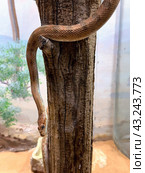 Blotched diadem snake (lat.- Spalerosophis diadema) Стоковое фото, фотограф Irina Opachevsky / Фотобанк Лори