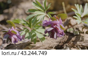 Южный Урал, цветущая хохлатка плотная (Corydalis solida) в лесу весной. Southern Urals, flowering fumewort (Corydalis solida) in the forest in spring. Стоковое видео, видеограф Евгений Романов / Фотобанк Лори