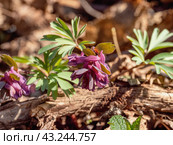Южный Урал, цветущая хохлатка плотная (Corydalis solida) в лесу весной. Southern Urals, flowering fumewort (Corydalis solida) in the forest in spring. Стоковое фото, фотограф Евгений Романов / Фотобанк Лори
