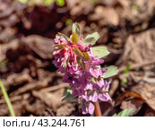 Южный Урал, цветущая хохлатка плотная (Corydalis solida) в лесу весной. Southern Urals, flowering fumewort (Corydalis solida) in the forest in spring. Стоковое фото, фотограф Евгений Романов / Фотобанк Лори