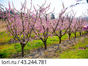 Blooming peach trees in early spring. Стоковое фото, фотограф Яков Филимонов / Фотобанк Лори