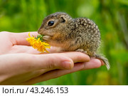 Маленький детеныш крапчатого суслика, сидящий на ладони у человека, с цветком одуванчика в лапках. Стоковое фото, фотограф Виктор Славгородский / Фотобанк Лори