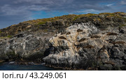 Sea lions are resting, lying on the ledges of a rocky island. The cormorants sat down next to each other. Sparse grassy vegetation on the cliff. Clouds in the blue sky. Argentina. Isla de los lobos. Стоковое фото, фотограф Вера Ивановна Кубарева / Фотобанк Лори