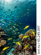 Shoal of colorful yellowtail snappers fish school swim in tropical underwaters. Bluestripe Snapper in underwater world. Observation of wildlife. Scuba diving adventure. Стоковое AI-изображение, AI-художник Aleksandr Golubev / Фотобанк Лори