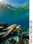 Green sea Turtle (Testudines) mammal swimming in tropical underwaters. Turtles in underwater wild animal world. Observation of wildlife ocean. Scuba diving adventure in Ecuador coast. Copy text space. Стоковое AI-изображение, AI-художник Aleksandr Golubev / Фотобанк Лори