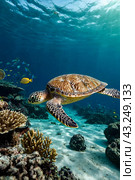 Green sea Turtle (Testudines) mammal swimming in tropical underwaters. Turtles in underwater wild animal world. Observation of wildlife ocean. Scuba diving adventure in Ecuador coast. Copy text space. Стоковое AI-изображение, AI-художник Aleksandr Golubev / Фотобанк Лори
