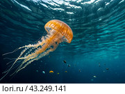 Jellyfish (Cubozoa) swimming in tropical underwaters bottom view. Medusa in underwater wild animal world. Observation of wildlife ocean. Scuba diving in Ecuador coast. Copy text space. Стоковое AI-изображение, AI-художник Aleksandr Golubev / Фотобанк Лори