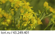 Южный Урал, цветущая якобея обыкновенная (Jacobaea vulgaris) на лужайке летом. Southern Urals, blooming Jacobaea vulgaris (Jacobaea vulgaris) on the lawn in summer. Стоковое видео, видеограф Евгений Романов / Фотобанк Лори